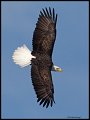 _4SB9680 bald eagle